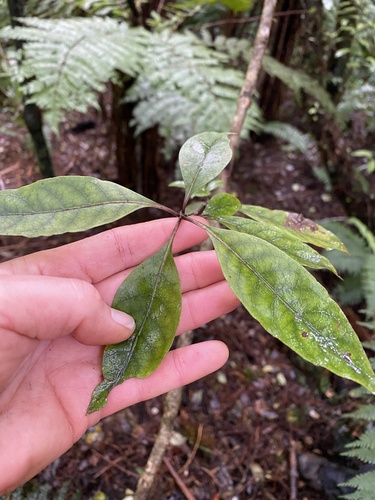 Coprosma tenuifolia observed 2026-08-15