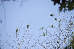 Psittacara erythrogenys