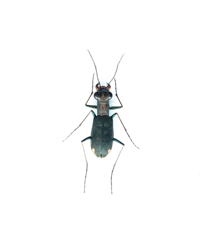 Cylindera kaleea