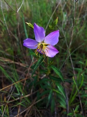 Rhexia mariana mariana