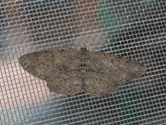 Hypomecis punctinalis