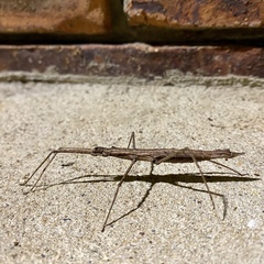 Pachymorpha