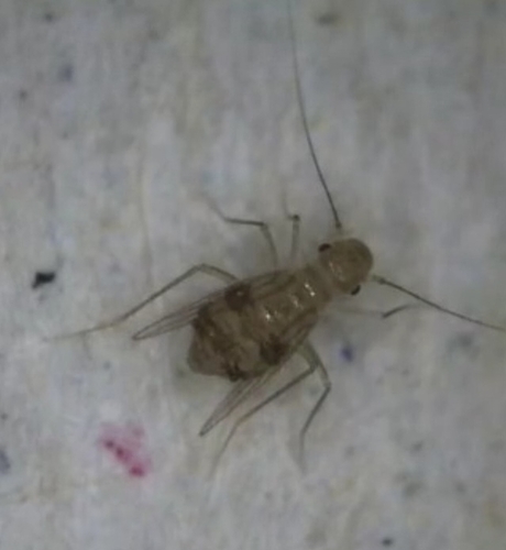Dorypteryx domestica