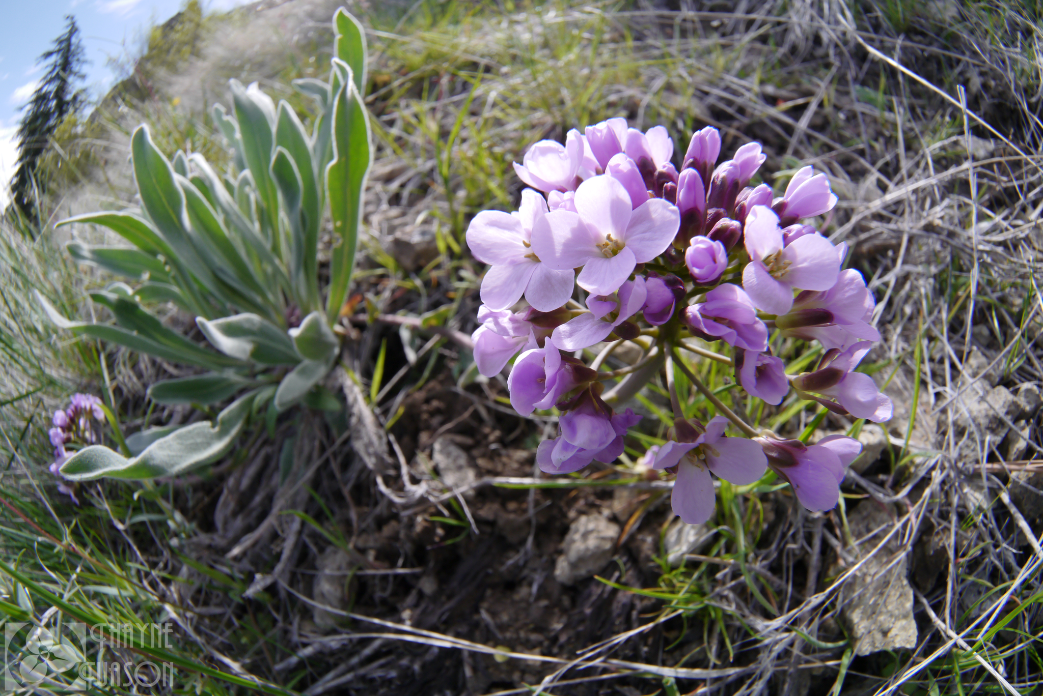 Phoenicaulis