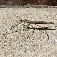 Pachymorpha