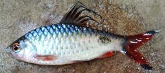 Blackspot Barb photo 4
