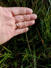 Dichanthelium aciculare