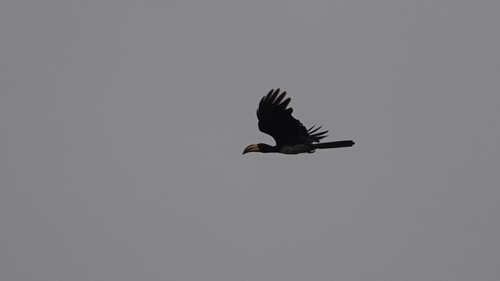 Congo Pied Hornbill