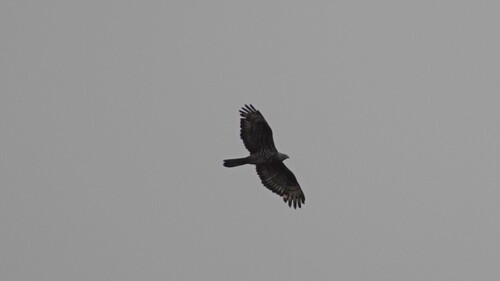 European Honey-buzzard
