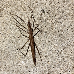 Pachymorpha