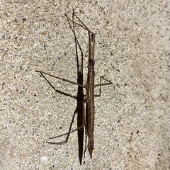 Pachymorpha