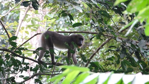 Mandrill