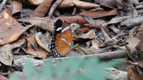 Euphaedra amieti