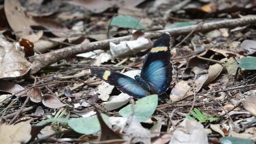 Euphaedra ceres