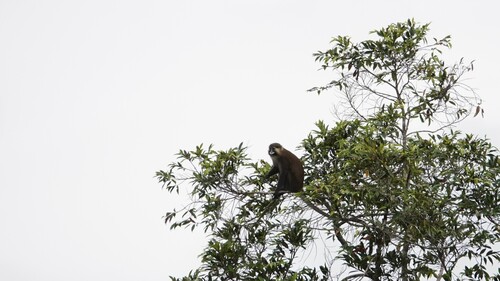 Red-tailed Moustached Monkey