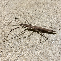 Pachymorpha
