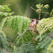 ACACIA
