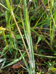 Dichanthelium aciculare