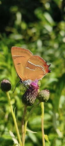 Brown Hairstreak