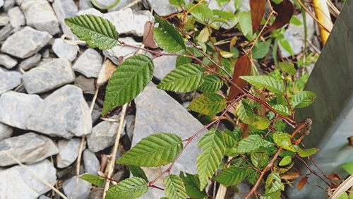 Carpinus kawakamii observed 2026-08-15