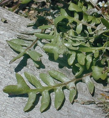 Planodes