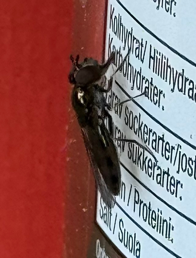 Japanese Sedgesitter