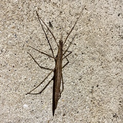Pachymorpha