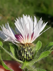 Centaurea pullata
