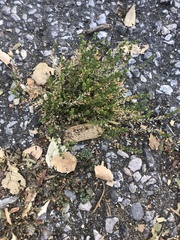 Lepidium ruderale