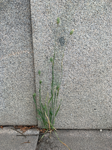 Phalaris canariensis observed 2026-08-07