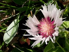 Centaurea pullata