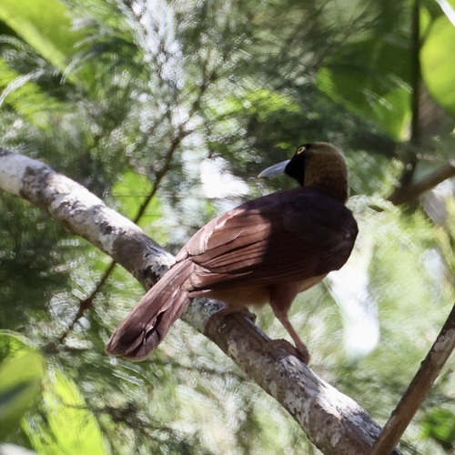 Paradisaea raggiana observed 2026-08-15