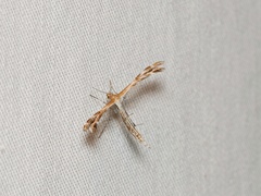 Stangeia xerodes