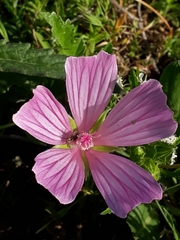 Malva trimestris