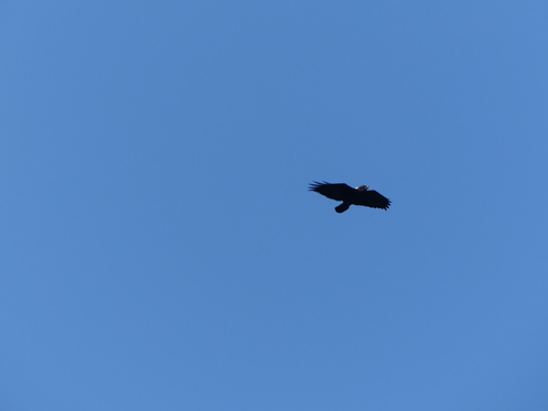 White-necked Raven