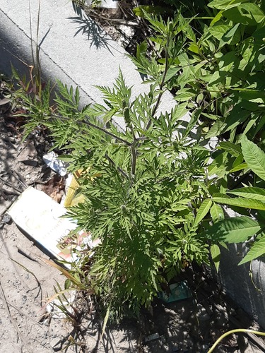 common ragweed