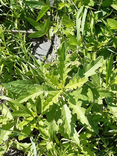 creeping thistle