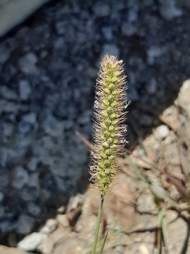 yellow foxtail