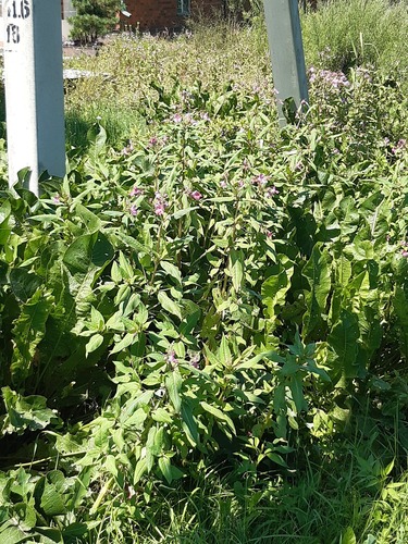 Himalayan balsam