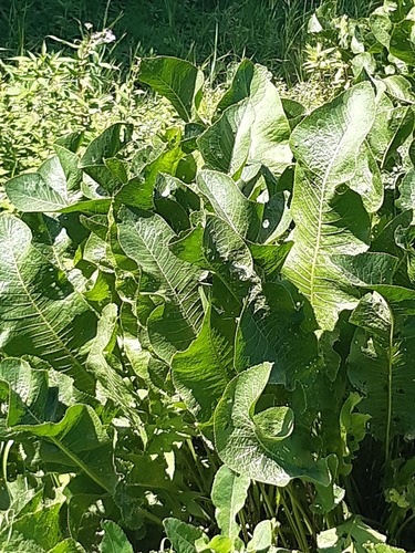 Horseradish