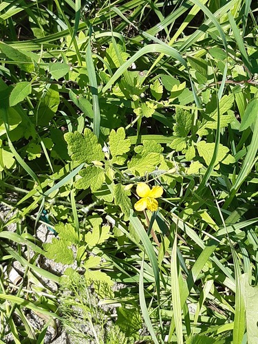 Asian celandine