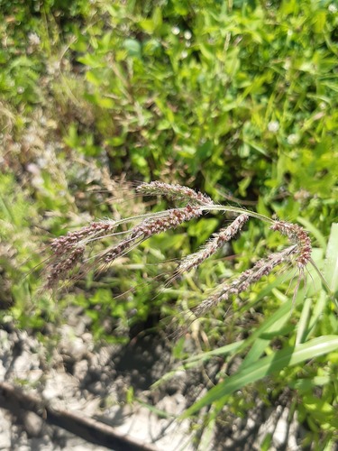 barnyardgrass