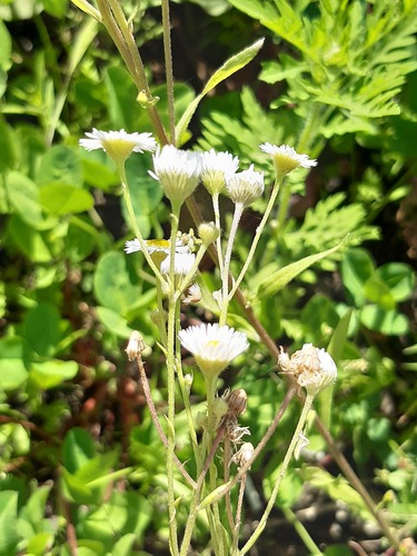daisy fleabane