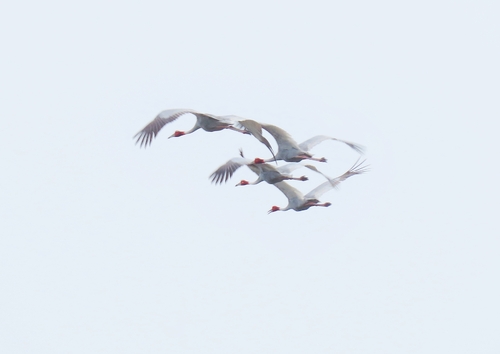 Sarus Crane