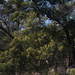 Acacia mearnsii