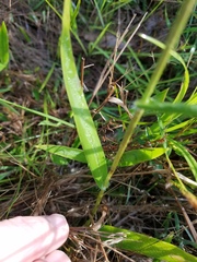 Dichanthelium sphaerocarpon