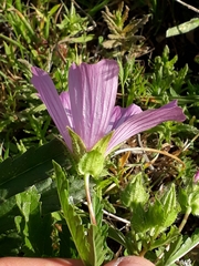 Malva trimestris