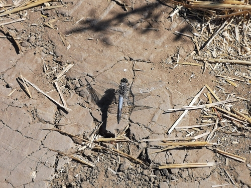 Black-tailed Skimmer