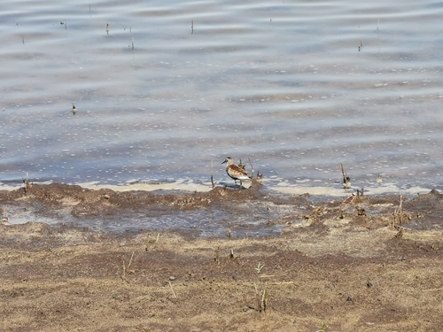 Dunlin