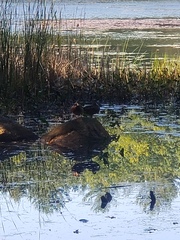 Anas platyrhynchos